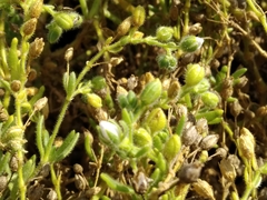 Spergularia azorica
