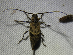 Graphisurus triangulifer