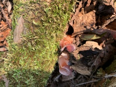 Guepinia helvelloides
