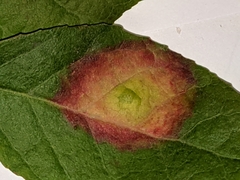 Phyllostictaceae
