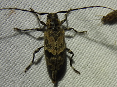 Graphisurus triangulifer