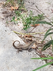 Leiocephalus carinatus