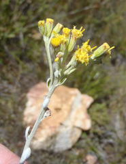Senecio pauciflosculosus
