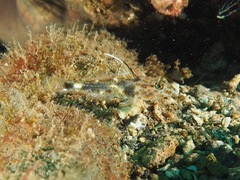 Fusigobius inframaculatus