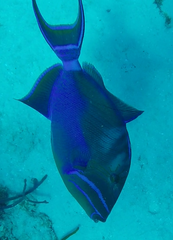 Balistes vetula