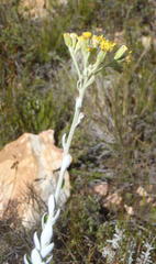 Senecio pauciflosculosus