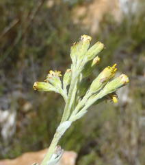Senecio pauciflosculosus