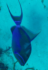 Balistes vetula