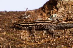 Lygodactylus tsavoensis