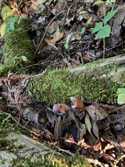 Guepinia helvelloides