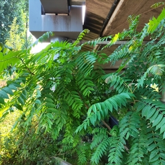 Ailanthus altissima