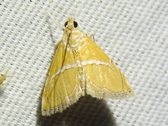 Abegesta remellalis