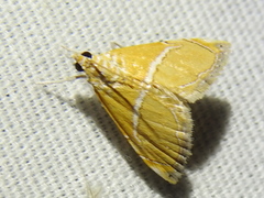 Abegesta remellalis