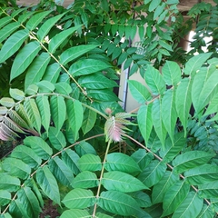 Ailanthus altissima