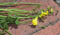 Oxalis pes-caprae pes-caprae