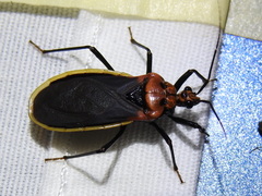 Rhiginia cinctiventris