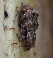 Sthereus quadrituberculatus