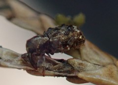 Sthereus quadrituberculatus