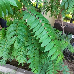 Ailanthus altissima