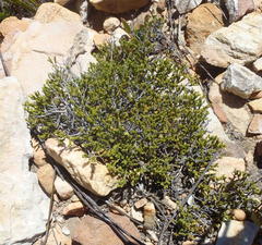 Diosma apetala