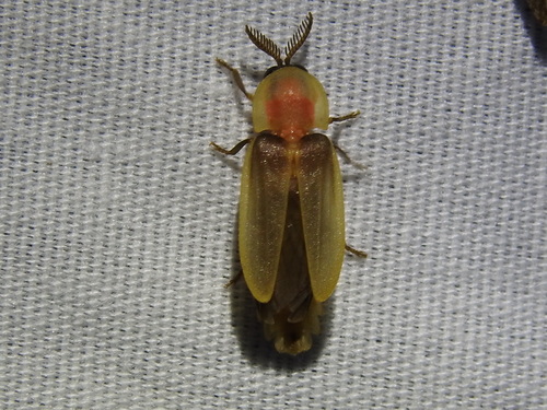 Pleotomus pallens photo 4