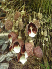 Aristolochia arborea