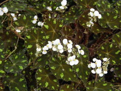 Begonia bowerae