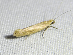 Ypsolopha ochrella