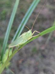 Neoconocephalus retusus