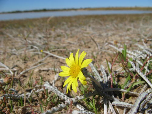 Arctotheca marginata