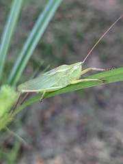 Neoconocephalus retusus