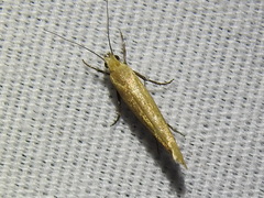 Ypsolopha ochrella