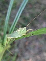 Neoconocephalus retusus
