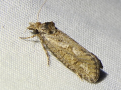 Acrolophus variabilis