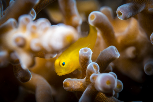 Yellow clown goby (Gobiodon okinawae) — Gobiidae — 3