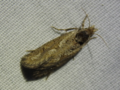 Acrolophus variabilis