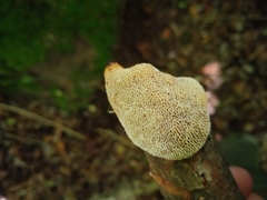 Dichomitus campestris