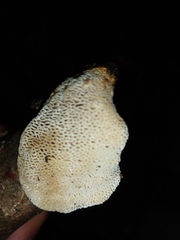 Dichomitus campestris