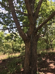 Quercus segoviensis