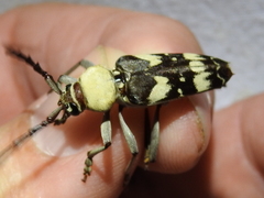 Megacyllene antennata