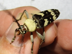 Megacyllene antennata