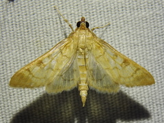 Mimorista subcostalis