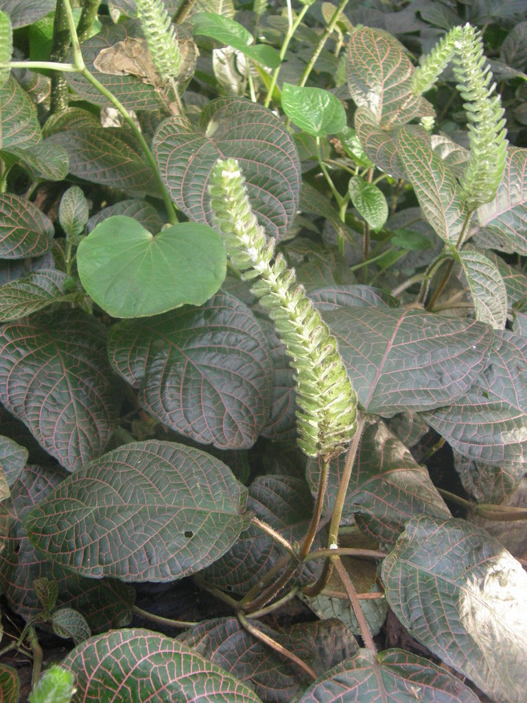 Nerve plant