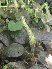 Fittonia gigantea