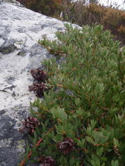 Protea venusta