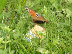 Aglais io
