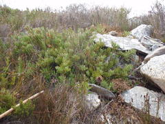 Protea venusta