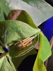 Entelegynae