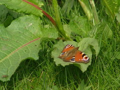 Aglais io