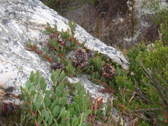 Protea venusta